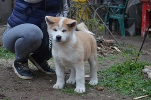 Akita inu  - kép 3
