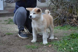 Akita inu  - kép 2