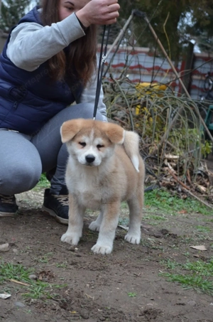 Akita inu  - kép 5