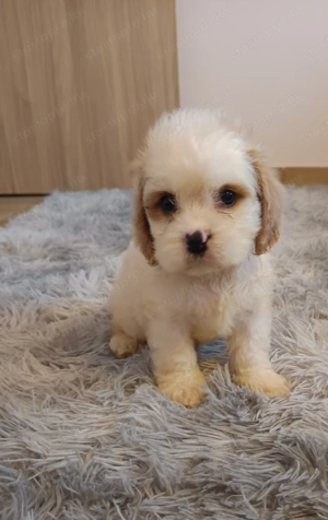 Cuki cavapoo kutyusok 
