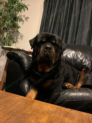 Rotweiler kislány 