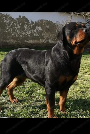 Rotweiler kislány  - kép 2