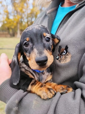 Törzskönyvezett rövidszőrű tacskó Minőségi kiskutyák mestertenyészetből