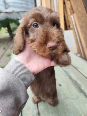 Törzskönyvezett minőségi szálkás szőrű tacskó kiskutyák 