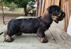Törzskönyvezett minőségi szálkás szőrű tacskó kiskutyák  - kép 3