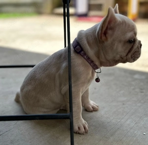 Imádnivaló francia bulldog kölykök   Új otthonra várnak! - kép 2