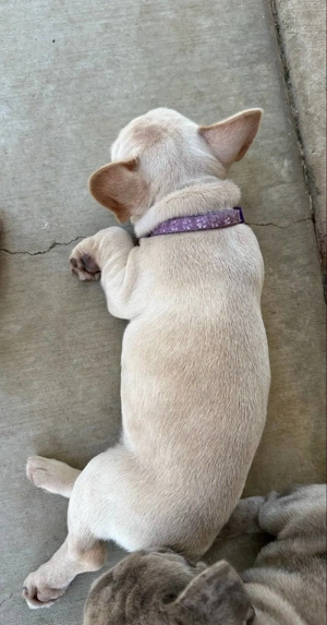 Imádnivaló francia bulldog kölykök   Új otthonra várnak!