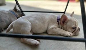 Imádnivaló francia bulldog kölykök   Új otthonra várnak! - kép 3