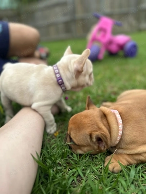 Imádnivaló francia bulldog kölykök   Új otthonra várnak! - kép 5