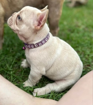 Imádnivaló francia bulldog kölykök   Új otthonra várnak! - kép 4