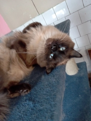 Eladó ragdoll fiú cica  - kép 3