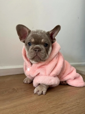 Imádnivaló francia bulldog kölykök   Új otthonra várnak! - kép 2