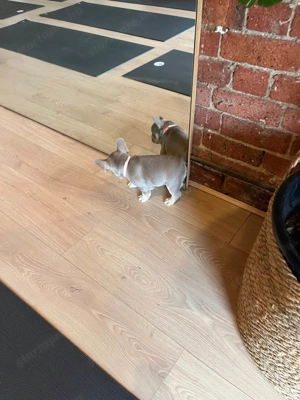 Imádnivaló francia bulldog kölykök   Új otthonra várnak!