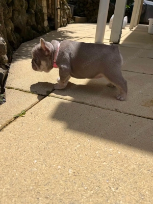 Imádnivaló francia bulldog kölykök   Új otthonra várnak! - kép 4