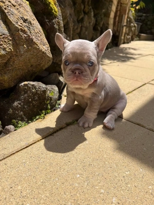 Imádnivaló francia bulldog kölykök   Új otthonra várnak! - kép 5