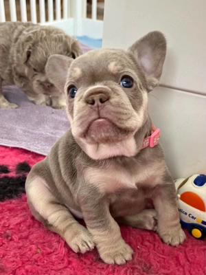 Imádnivaló francia bulldog kölykök   Új otthonra várnak! - kép 3