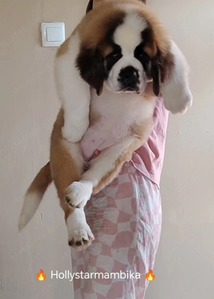 Minőségi Bernáthegyi kiskutyák! Garanciás Tenyészetből  - kép 2