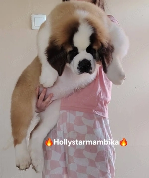 Minőségi Bernáthegyi kiskutyák! Garanciás Tenyészetből  - kép 3