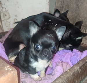 Csivava kiskutyák eladók