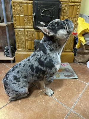 Francia bulldog kölyök - kép 2