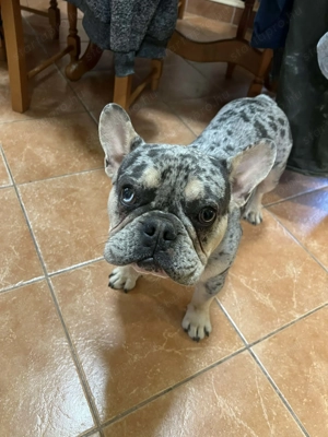 Francia bulldog kölyök