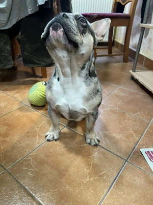 Francia bulldog kölyök - kép 3
