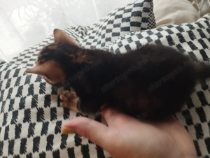 Beng li abesszin cicusok - kép 2