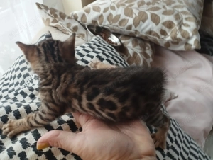 Beng li abesszin cicusok - kép 3