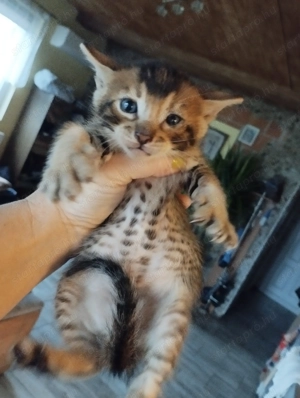 Beng li abesszin cicusok - kép 4