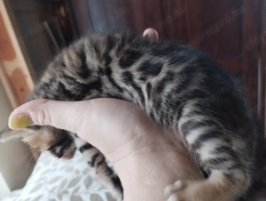 Beng li abesszin cicusok - kép 5