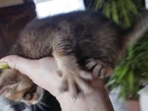 Beng li abesszin cicusok - kép 7