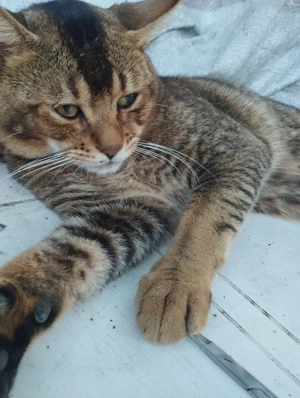 Beng li abesszin cicusok - kép 10