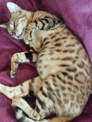 Beng li abesszin cicusok - kép 9