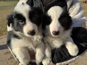 Border Collie fajta tiszta kölykök eladók
