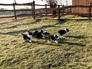 Border Collie fajta tiszta kölykök eladók - kép 2