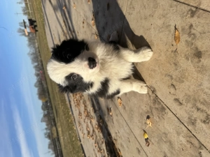 Border Collie fajta tiszta kölykök eladók - kép 3