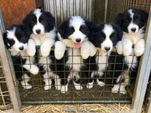 Border Collie fajta tiszta kölykök eladók - kép 4