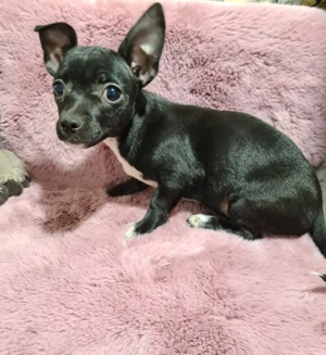 Csivava ( jellegű ) kutyababák eladósorban! - kép 3