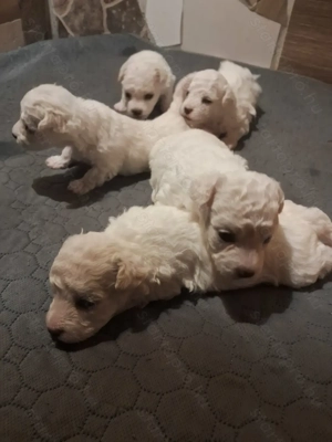 Bishon bolognese  - kép 2