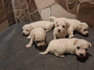 Bishon bolognese  - kép 4