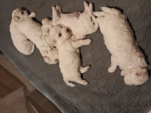 Bishon bolognese  - kép 3