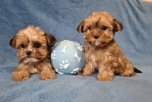 golddust yorkshire terrier eladó mini yorki 