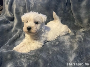 Westie kiskutyák - kép 2
