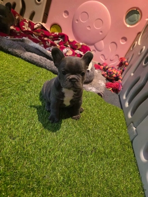 Imádnivaló francia bulldog kölykök   Új otthonra várnak! - kép 3