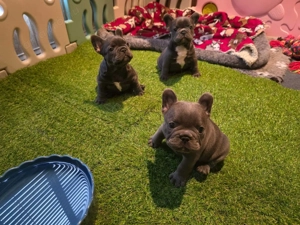Imádnivaló francia bulldog kölykök   Új otthonra várnak! - kép 4