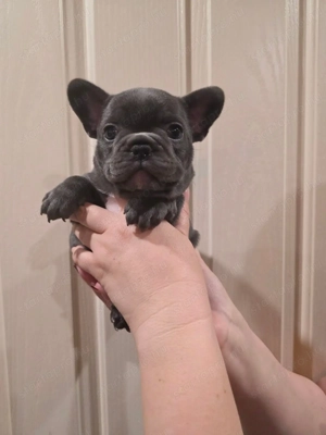 Imádnivaló francia bulldog kölykök   Új otthonra várnak! - kép 2