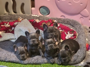 Imádnivaló francia bulldog kölykök   Új otthonra várnak! - kép 5