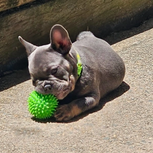 Imádnivaló francia bulldog kölykök   Új otthonra várnak! - kép 2