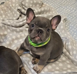 Imádnivaló francia bulldog kölykök   Új otthonra várnak! - kép 3
