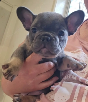 Imádnivaló francia bulldog kölykök   Új otthonra várnak!